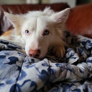 White border collie with blue eyes on blue comforter