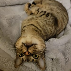 Upside down tabby cat