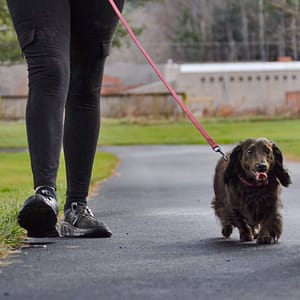 Legs in black pants walking aside a brown dachshund on leash on a paved path.